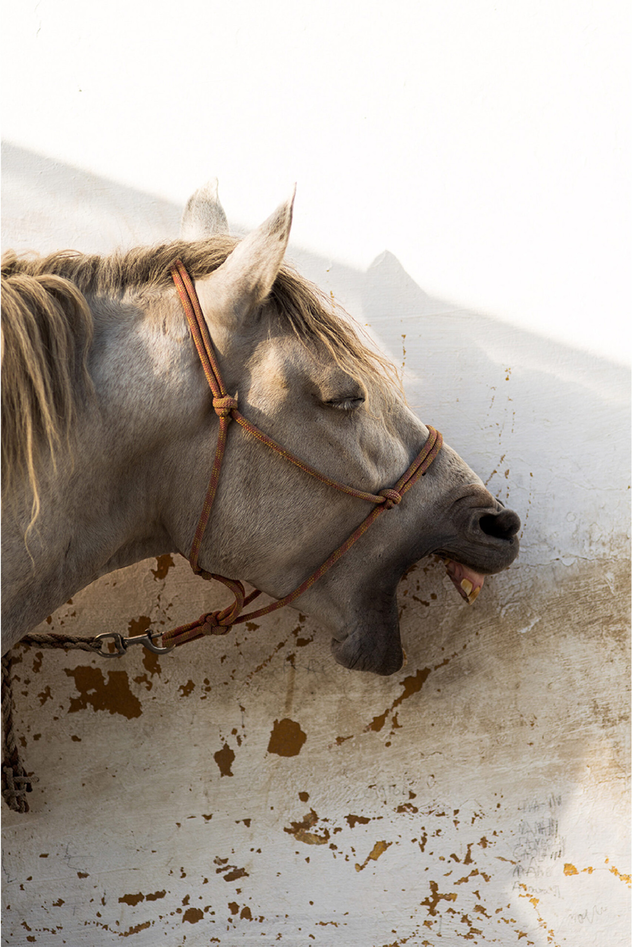 SALENTO WILD RANCH DROGHERIA STUDIO GRAPHIC DESIGN